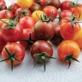 Bumble Bee Mix Tomato Thumbnail